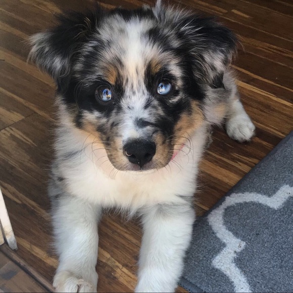 Meet your Posher and her Pup!! - Picture 1 of 3